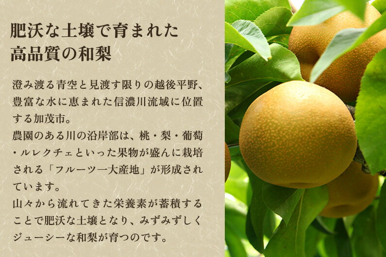 【ふるさと納税】【2025年先行予約】【家庭用】新潟県産和梨 新興 約5kg（6〜14玉） 《10月中旬から順次発送》梨 なし ナシ 新興 しんこう 果物 果樹 フルーツ 樹上完熟 加茂果樹専門家集団 加茂市 想樹 サムネイル3