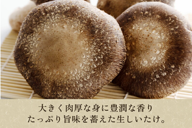 【ふるさと納税】【2025年先行予約】【訳あり】生しいたけ 笠開き 選べる内容量「約600g」or「約1.3kg」《10月中旬から順次発送》 品評会で金賞受賞！ きのこ 訳あり しいたけ 椎茸 特大 食べ応えある大きさ 肉厚で旨味たっぷり！ 加茂市 青木農園 サムネイル2