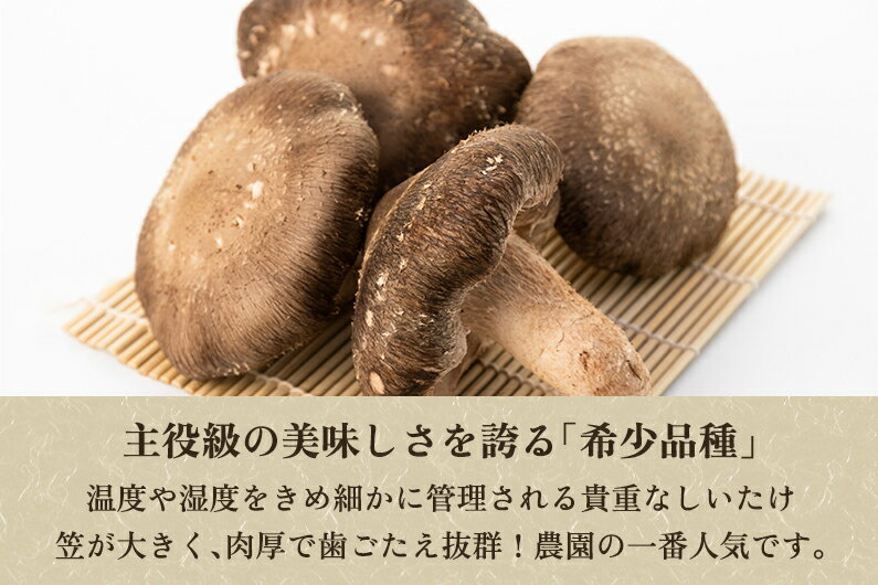 【ふるさと納税】【2025年先行予約】【訳あり】生しいたけ 笠開き 選べる内容量「約600g」or「約1.3kg」《10月中旬から順次発送》 品評会で金賞受賞！ きのこ 訳あり しいたけ 椎茸 特大 食べ応えある大きさ 肉厚で旨味たっぷり！ 加茂市 青木農園 サムネイル3