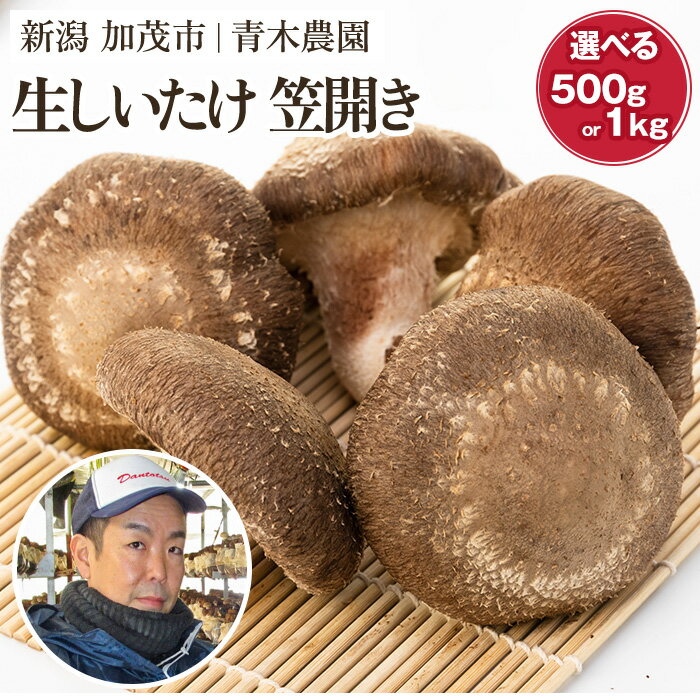 生しいたけ 並サイズ（笠開き）「約500g」or「約1kg」《順次出荷》 品評会で金賞受賞！ きのこ しいたけ 椎茸 特大 食べ応えある大きさ 肉厚で旨味たっぷり！ 加茂市 青木農園