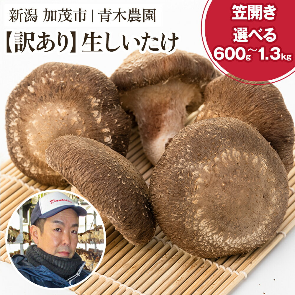 【2025年先行予約】【訳あり】生しいたけ 笠開き 選べる内容量「約600g」or「約1.3kg」《10月中旬から順次発送》 品評会で金賞受賞！ きのこ 訳あり しいたけ 椎茸 特大 食べ応えある大きさ 肉厚で旨味たっぷり！ 加茂市 青木農園