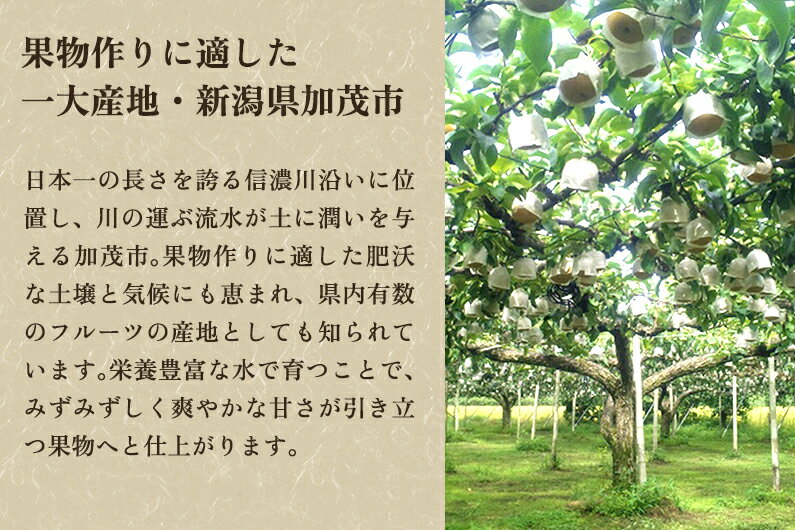 【ふるさと納税】【2025年先行予約】和梨 新興 選べる「3kg」or「5kg」or「10kg」《11月中旬から順次発送》 果物 なし しんこう 梨 フルーツ 新鮮 ジューシー 産地 加茂市 樋口農園 サムネイル3