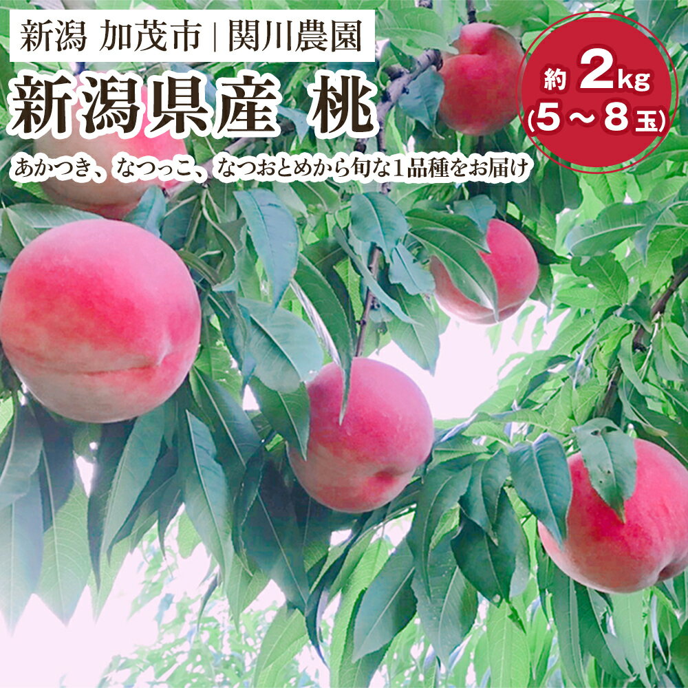 【2026年先行予約】新潟県産 桃 約2kg（5～8玉）《7月下旬～順次発送》 もも ピーチ 果物 フルーツギフト 夏の味覚 加茂市 関川農園