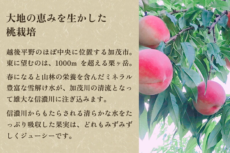 【ふるさと納税】【2026年先行予約】新潟県産 桃 約2kg（5～8玉）《7月下旬～順次発送》 もも ピーチ 果物 フルーツギフト 夏の味覚 加茂市 関川農園 サムネイル2