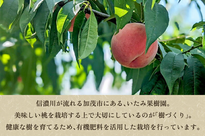 【ふるさと納税】【2026年先行予約】新潟県産 厳選旬のもも 「約2kg」or「約3kg」or「約5kg」 《8月中旬～出荷予定》果物 フルーツ 桃 加茂市 いたみ果樹園 サムネイル2
