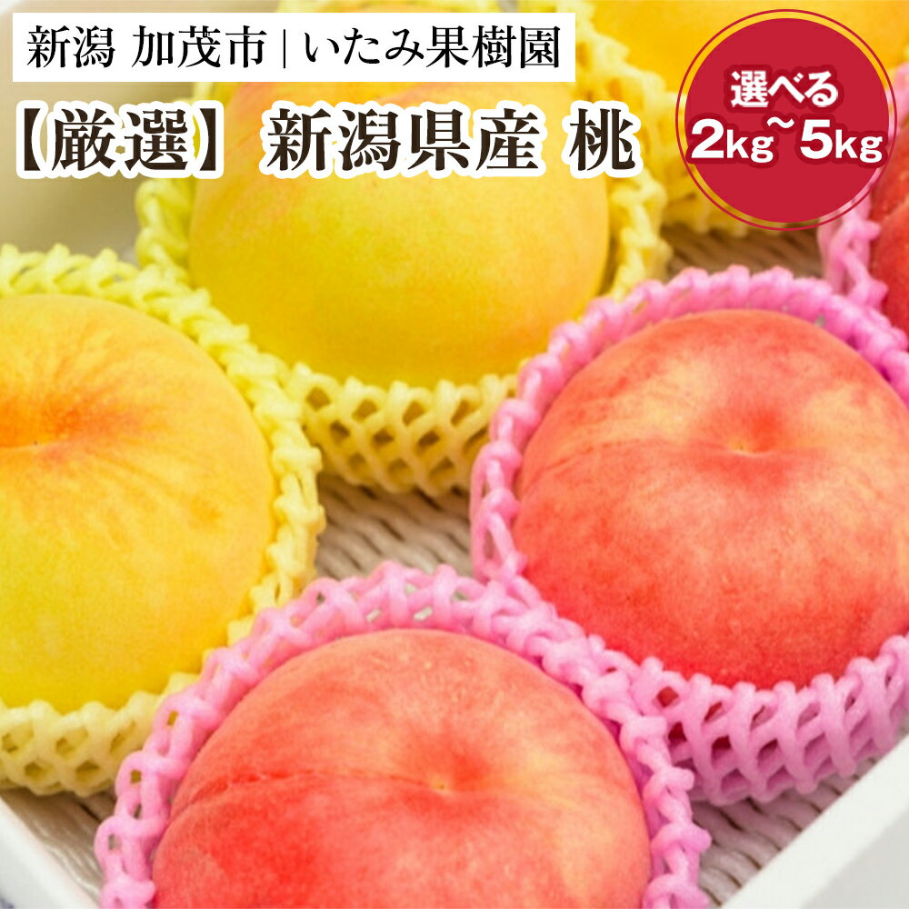 【2026年先行予約】新潟県産 厳選旬のもも 「約2kg」or「約3kg」or「約5kg」 《8月中旬～出荷予定》果物 フルーツ 桃 加茂市 いたみ果樹園