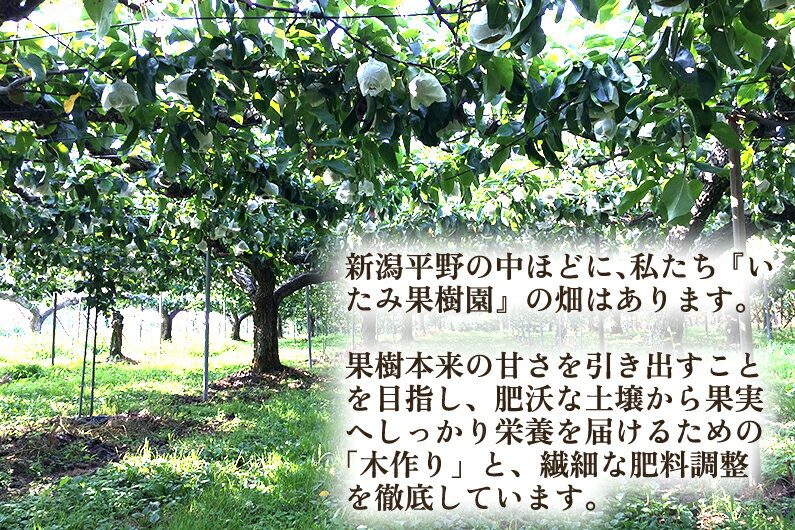 【ふるさと納税】【2026年先行予約】【厳選】新潟県産 和梨 幸水 選べる内容量 「3kg」or「5kg」《8月上旬以降発送》 和梨 なし ナシ 果物 こうすい フルーツ 加茂市 いたみ果樹園 - 画像3