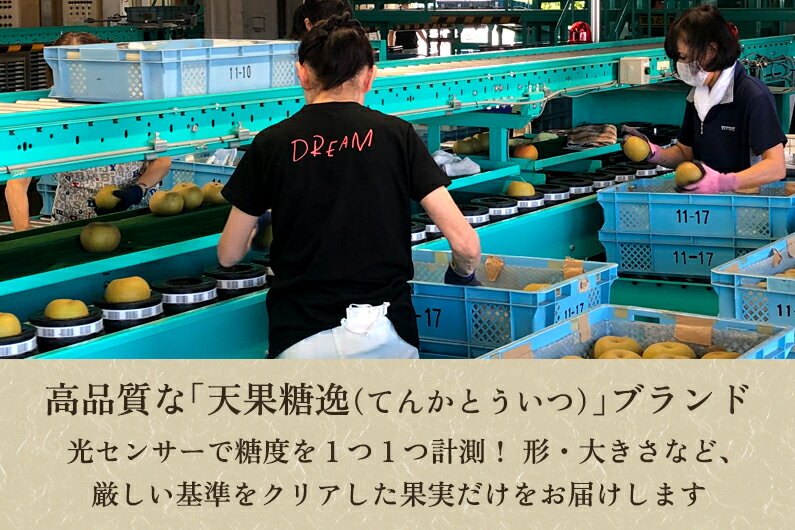 【ふるさと納税】【2026年先行予約】「天果糖逸（てんかとういつ）」 新潟県産和梨 新王 約5kg（8〜10玉）《9月下旬〜配送予定》 しんおう 果物 フルーツ 冬の味覚 産地直送 加茂市 えちご中越農業協同組合 - 画像3