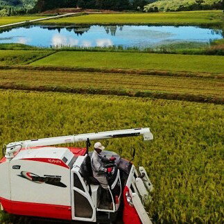 【ふるさと納税】【令和7年産米】【選べる内容量】 有機栽培米コシヒカリ 白米2kg・4kg・6kg　米 お米 精米 白米 ごはん ご飯 コシヒカリ オーガニック お取り寄せ 新潟県 村上市 送料無料 1067148 1067149 1067150 - 画像3