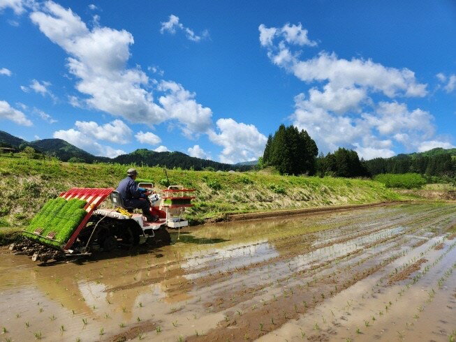 【ふるさと納税】【令和7年産米】【数量限定】新潟県村上市岩船産こしひかり 辰次郎のお米 精米 5kg×1袋　米 お米 白米 ご飯 ごはん コシヒカリ 新潟産 村上産 お取り寄せ 新潟県 村上市 送料無料 農家直送 1072001 - 画像3
