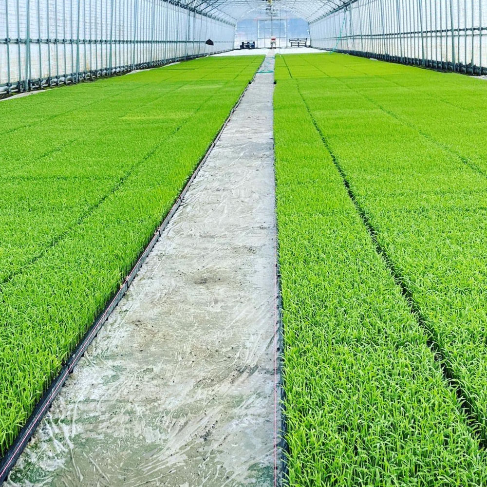 【ふるさと納税】【新米受付・令和8年産米】空舞米 新潟県村上市 岩船産 コシヒカリ 精米 5kg・新之助 7kg （合計12kg）米 白米 ご飯 ごはん 食べ比べ セット NB4090 - 画像3