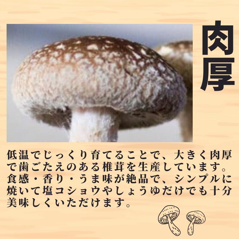 【ふるさと納税】 11月以降順次発送【今が旬！】生しいたけ 肉厚500g （約9～12個）【お申込期限3月31日】ジャンボサイズ 糸魚川 焼山しいたけ園 農園直送 新鮮 おすすめ 新潟県 お取り寄せ グルメ 国産 椎茸 しいたけ お申込3月末までの限定品 大きめサイズ - 画像2