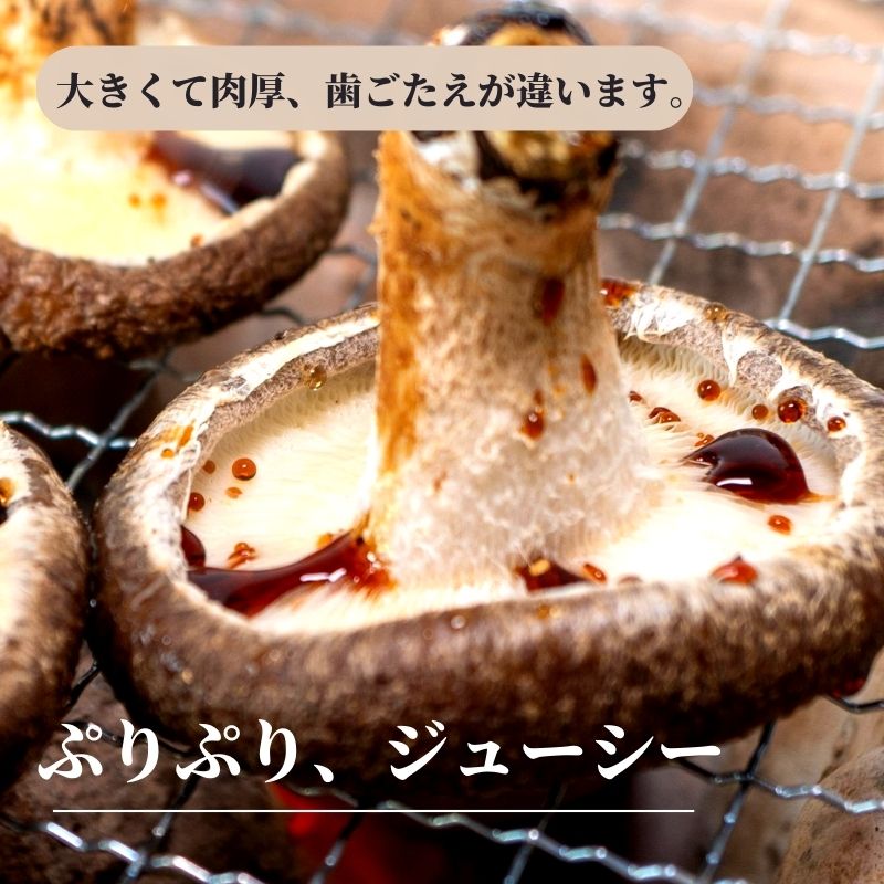 【ふるさと納税】 11月以降順次発送【今が旬！】生しいたけ 肉厚500g （約9～12個）【お申込期限3月31日】ジャンボサイズ 糸魚川 焼山しいたけ園 農園直送 新鮮 おすすめ 新潟県 お取り寄せ グルメ 国産 椎茸 しいたけ お申込3月末までの限定品 大きめサイズ - 画像3