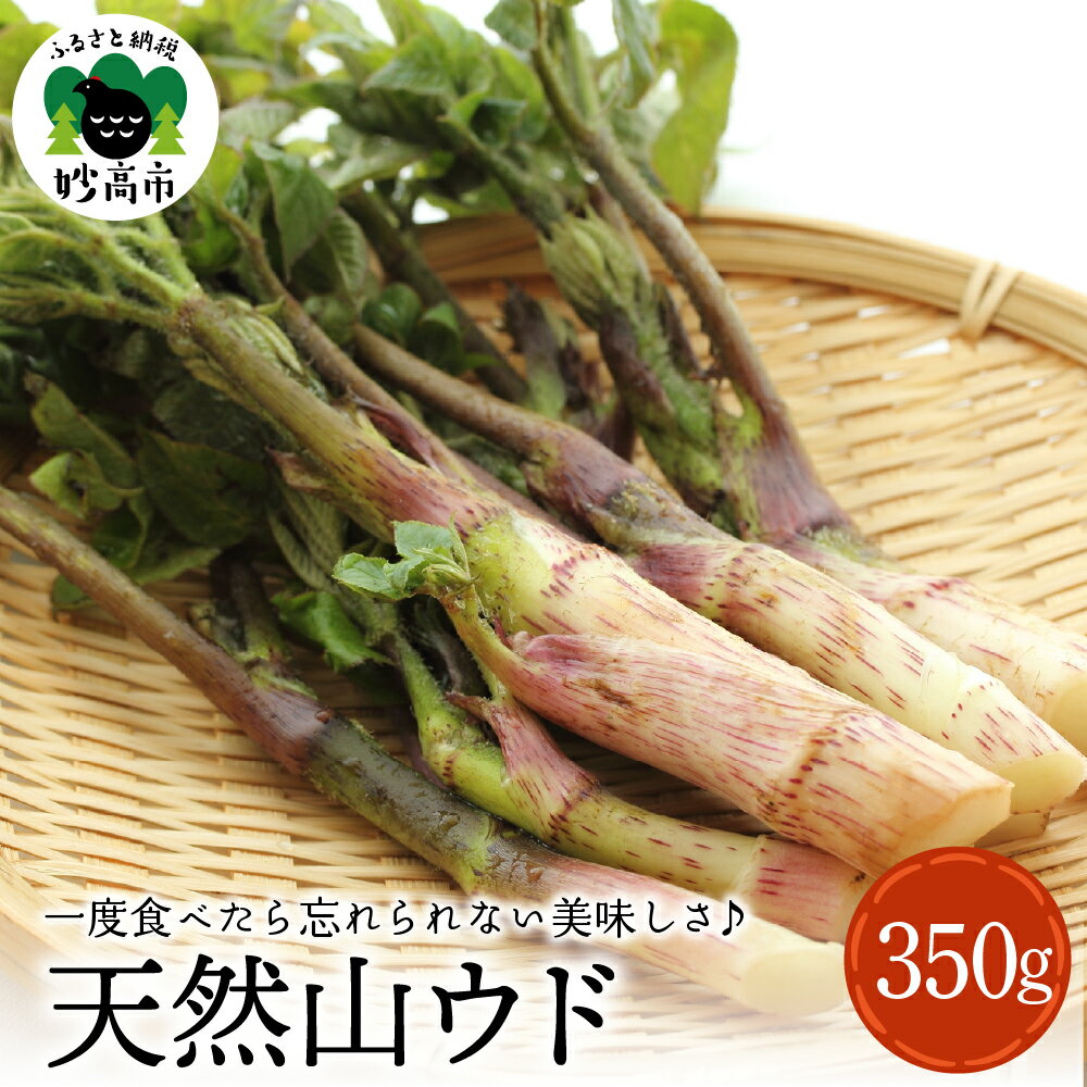 天然 山ウド 350g 【4月中旬より発送】 山菜 天ぷら 酢味噌 あえ きんぴら 春の味覚 産地直送 国産 送料無料 新潟県 妙高市