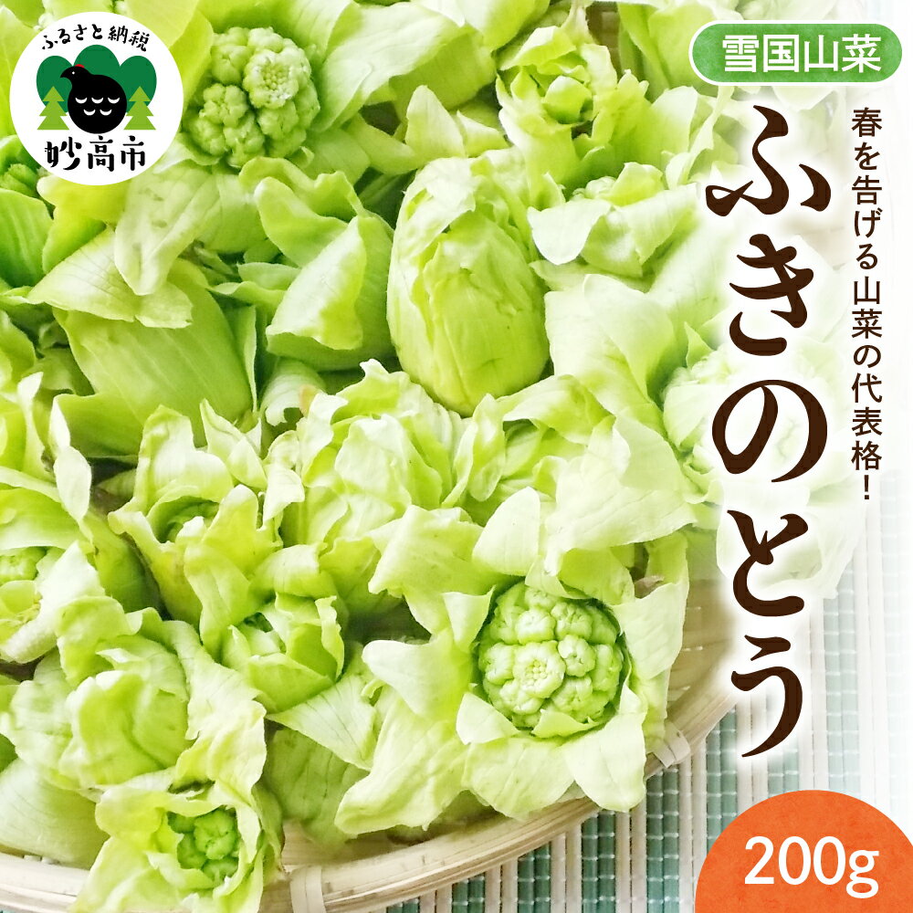 先行予約【3月中旬より発送】雪国山菜 ふきのとう 200g×1パック / 山菜 採れたて 国産 新潟産 冷蔵便 フキノトウ 蕗の薹 春 天ぷら 新潟県 妙高市