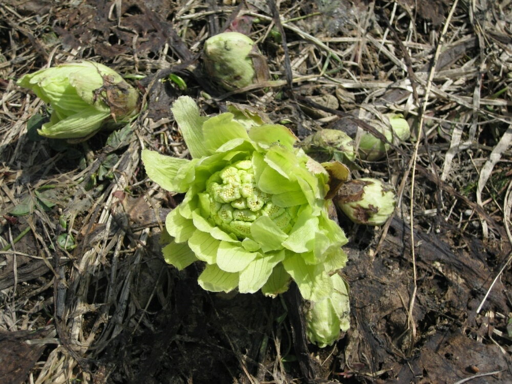 【ふるさと納税】先行予約【3月中旬より発送】雪国山菜 ふきのとう 200g×1パック / 山菜 採れたて 国産 新潟産 冷蔵便 フキノトウ 蕗の薹 春 天ぷら 新潟県 妙高市 - 画像3