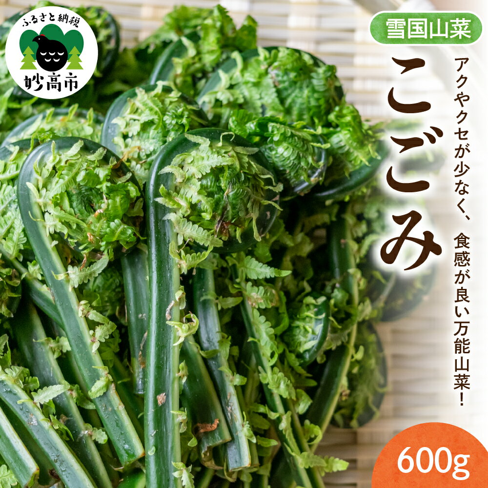 先行予約【4月上旬より発送】雪国山菜 こごみ 300g×2パック / 採れたて 山菜 国産 新潟産 冷蔵便 コゴミ 春 天ぷら ごま和え パスタ 新潟県 妙高市