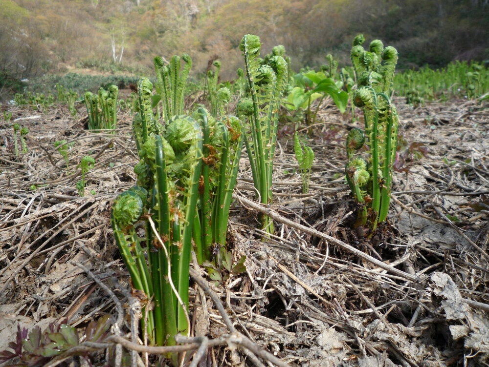 【ふるさと納税】先行予約【4月上旬より発送】雪国山菜 こごみ 300g×2パック / 採れたて 山菜 国産 新潟産 冷蔵便 コゴミ 春 天ぷら ごま和え パスタ 新潟県 妙高市 - 画像3