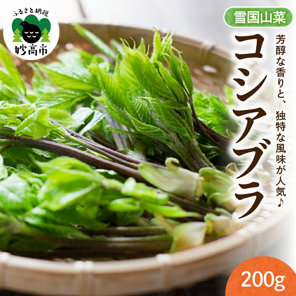 先行予約【4月上旬より発送】雪国山菜 コシアブラ 200g×1パック / 山菜 採れたて 国産 新潟産 冷蔵便 山菜の女王 こしあぶら 春 天ぷら おひたし パスタ 新潟県 妙高市