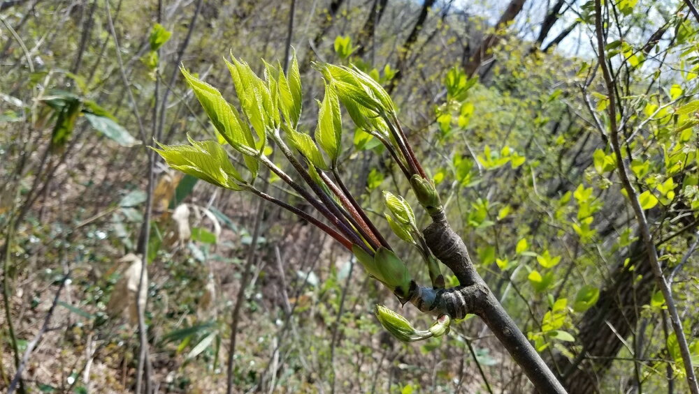 【ふるさと納税】先行予約【4月上旬より発送】雪国山菜 コシアブラ 200g×1パック / 山菜 採れたて 国産 新潟産 冷蔵便 山菜の女王 こしあぶら 春 天ぷら おひたし パスタ 新潟県 妙高市 - 画像3