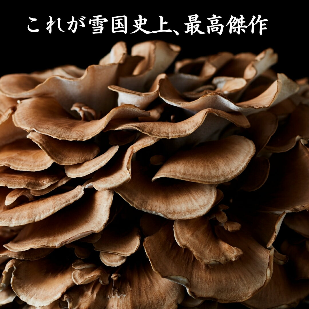 【ふるさと納税】 まいたけ 雪国まいたけ 極 2株 ( 約900g×2 ) 化粧箱入 最高品質ブランド 圧倒的なシャキシャキ感と旨味 | 舞茸 マイタケ 茸 きのこ キノコ 国産 産地直送 新潟県 五泉市 ユキグニファクトリー株式会社 - 画像2