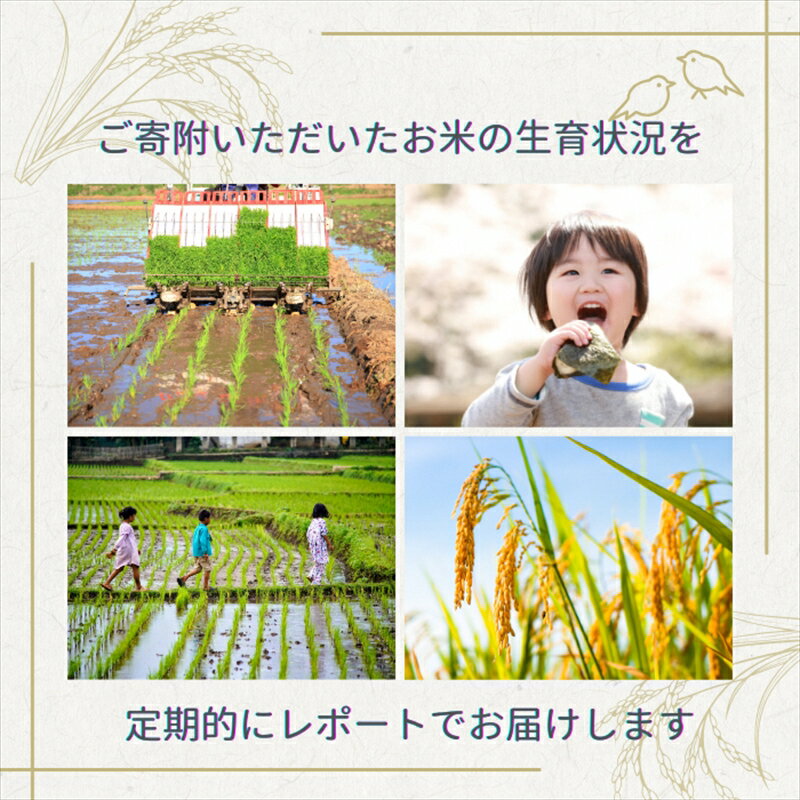 【ふるさと納税】高評価★4.95 令和7年産 令和8年産 新潟上越産コシヒカリ 5kg 5キロ 15kg 15キロ 30kg 30キロ コシヒカリ 米 こしひかり 新潟 新潟県産 上越 上越産 先行予約　お届け：記載の配送開始日から順次発送 - 画像3