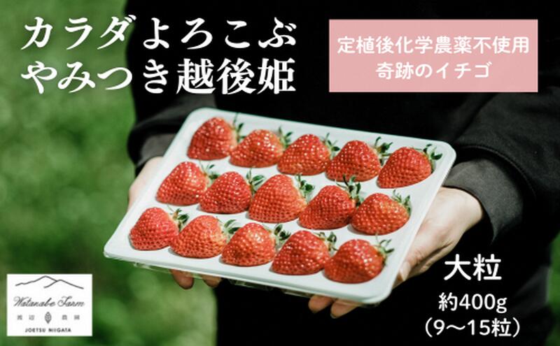 【ふるさと納税】【先行予約 | 2026年1月中旬より出荷開始】いちご 大粒 カラダよろこぶ やみつき 越後姫 約400g×1パック (9～15粒入り) イチゴ 苺 上越市 新潟　お届け：2026年1月中旬～2026年5月下旬 サムネイル2