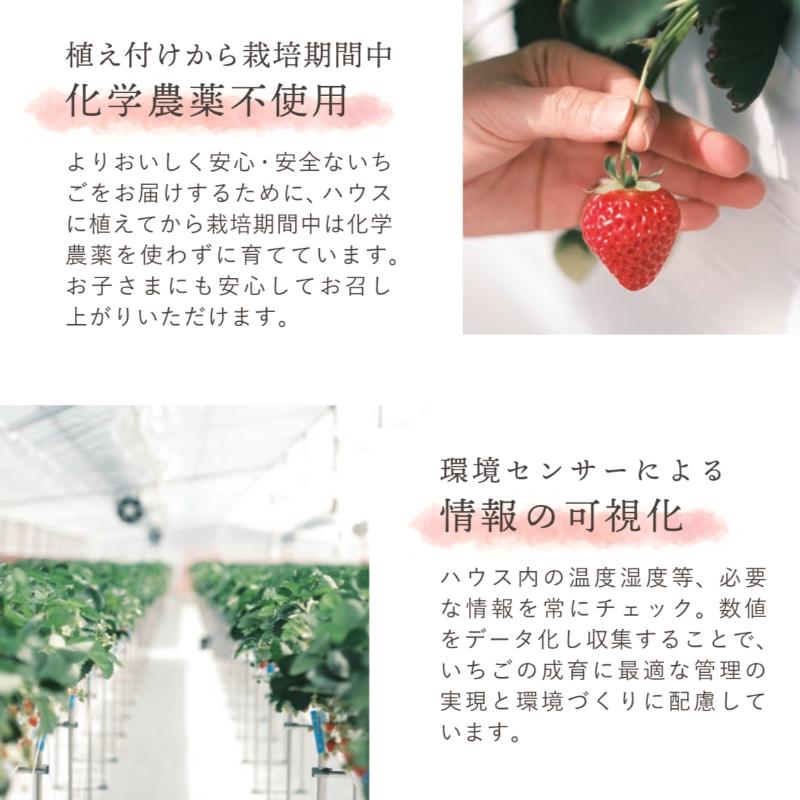 【ふるさと納税】【先行予約 | 2026年1月中旬より出荷開始】いちご 大粒 カラダよろこぶ やみつき 越後姫 約400g×1パック (9～15粒入り) イチゴ 苺 上越市 新潟　お届け：2026年1月中旬～2026年5月下旬 サムネイル3