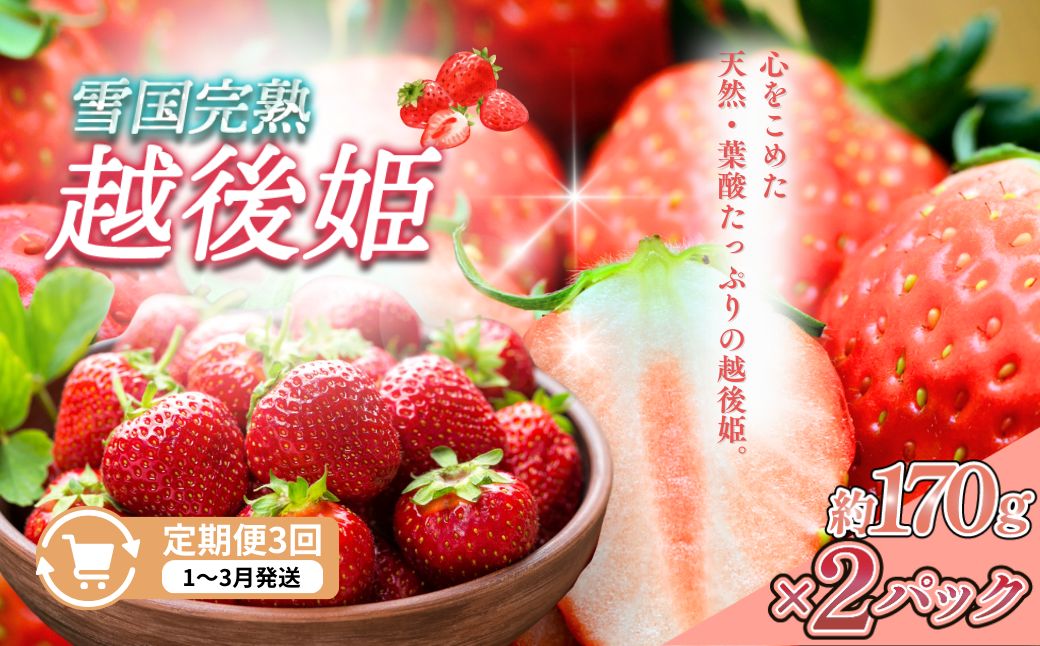 【ふるさと納税】定期便 3回【1～3月発送】雪国完熟いちご越後姫 170g×2全3回 定期配送 越後姫 いちご 定期便 完熟 苺 新潟　お届け：1月～3月の月1回お届けいたします。 サムネイル2