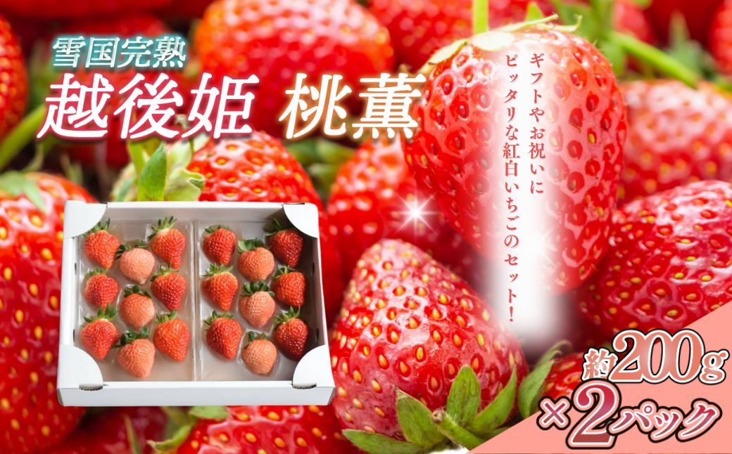【ふるさと納税】いちご 新潟 雪国完熟越後姫桃薫 約200g×2P食べ比べセット イチゴ 苺 お取り寄せ ギフト 贈り物 上越　お届け：2026年1月以降収穫出来次第、順次発送いたします。 サムネイル2