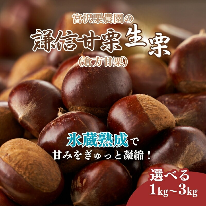 【ふるさと納税】栗 生栗 謙信甘栗の氷蔵熟成栗 1kg 2kg 3kg 1キロ 2キロ 3キロ 新潟県 上越市産 甘栗 なまぐり スイーツ おやつ くり 秋の味覚 送料無料　お届け：2025年10月20日～2025年12月15日 サムネイル2