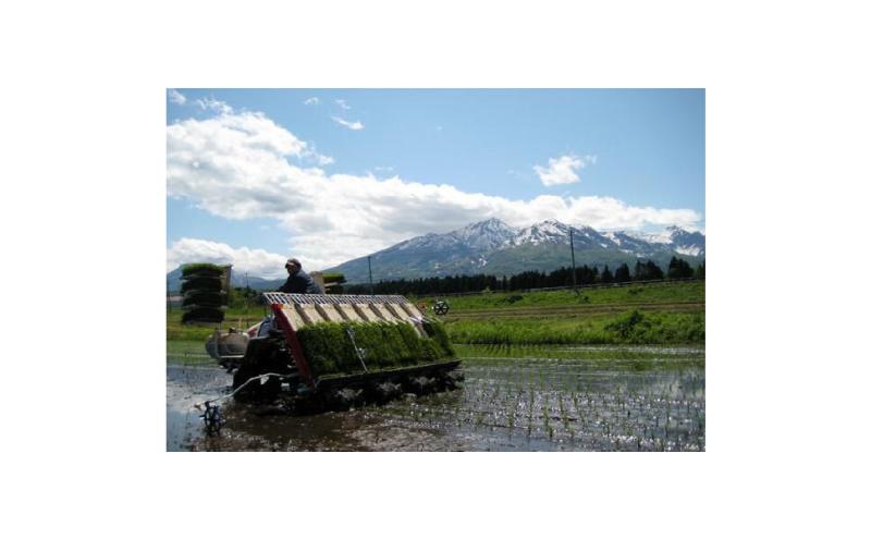 【ふるさと納税】【食べチョクお米グランプリ2025 金賞】令和7年産 新潟県産 つきあかり 5kg 上越市 小出農場 米 こめ コメ　お届け：2025年10月中旬～2026年8月下旬まで - 画像3