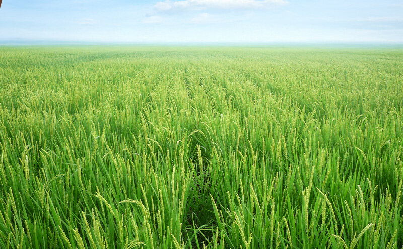 【ふるさと納税】令和7年産 新潟県産 コシヒカリ 特別栽培米 窒素封入 5kg 10kg 15kg 5キロ 10キロ 15キロ 白米 精米 米 定期便 上越市 上越産 坪井農場 おすすめ　お届け：10月上旬より順次出荷 - 画像3