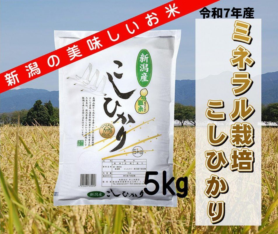 【令和7年産】ミネラル栽培こしひかり 5kg 白米 精米 井上米穀店