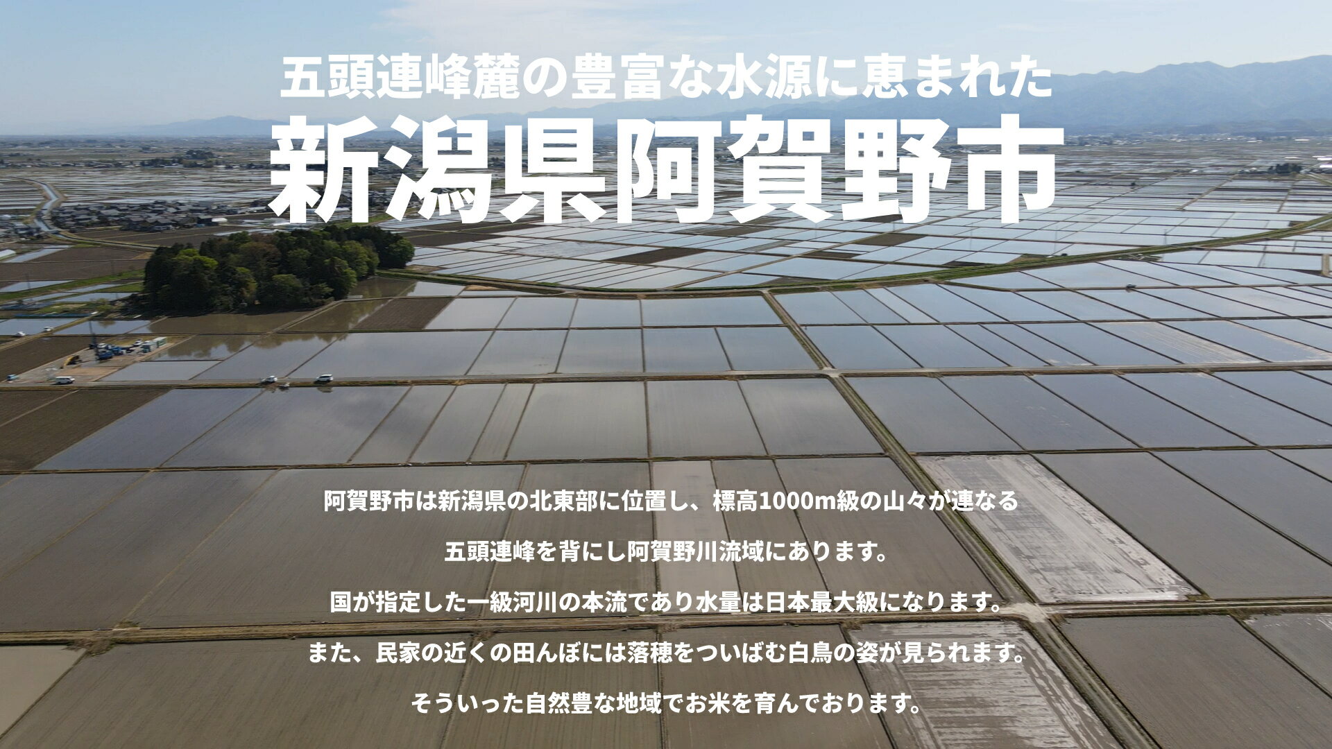 【ふるさと納税】【令和7年産】≪5回定期便≫ 米杜氏 阿賀野市産 特別栽培米 コシヒカリ 5kg × 5回 計25kg 新潟県 米 こめ コメ - 画像2