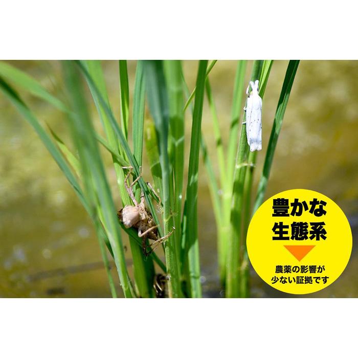 【ふるさと納税】パックご飯 米 コシヒカリ 佐渡産 ( 36個 × 各150g ) 米屋のごはん 新潟県産 | お米 こめ 白米 食品 人気 おすすめ 送料無料 コメ ごはん 新潟 佐渡市 - 画像3