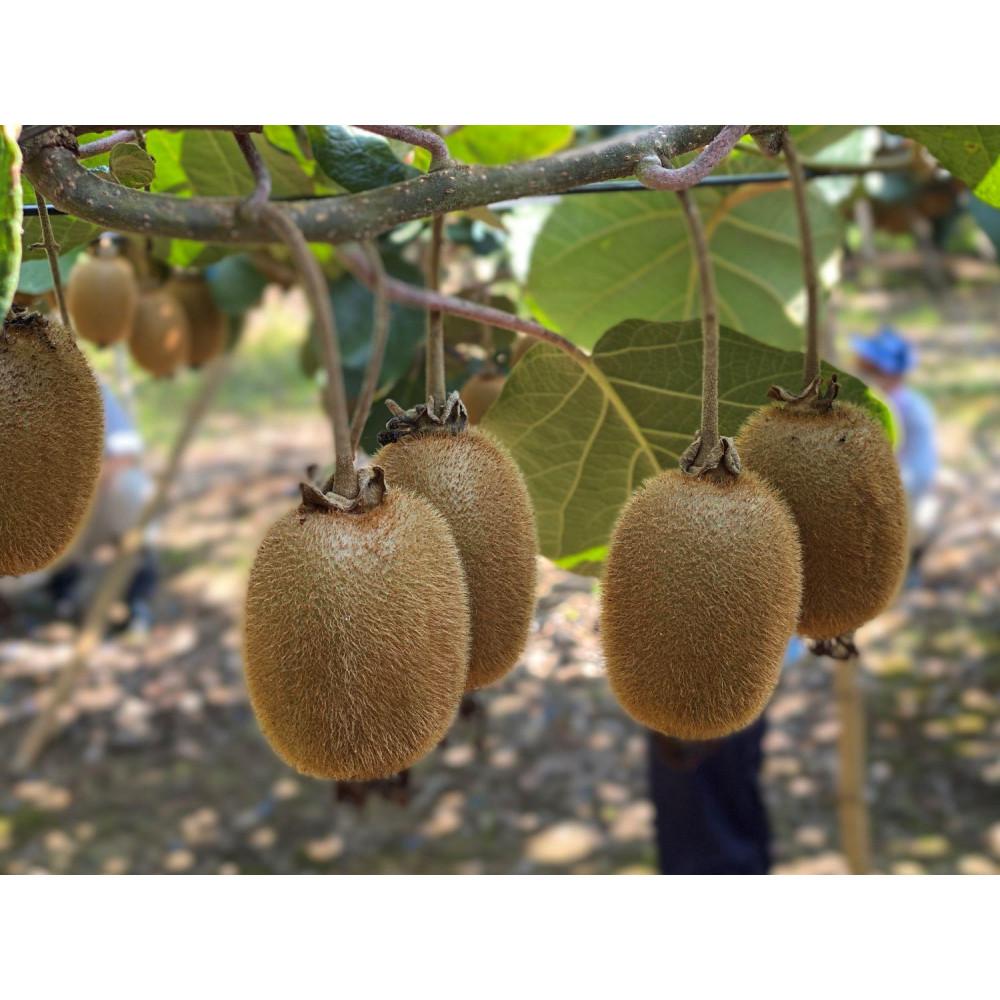 【ふるさと納税】佐渡産キウイフルーツ　秀 L30玉 | フルーツ 果物 くだもの 食品 人気 おすすめ サムネイル2