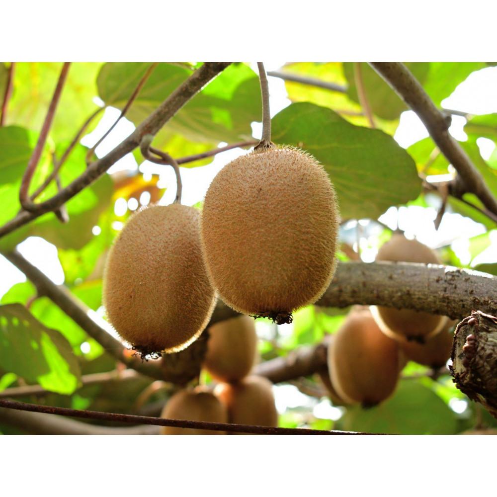 【ふるさと納税】佐渡産キウイフルーツ　秀 L30玉 | フルーツ 果物 くだもの 食品 人気 おすすめ サムネイル3