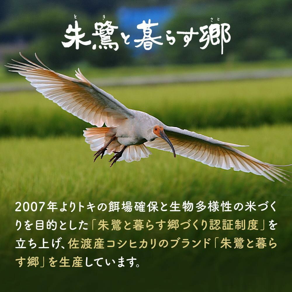 【ふるさと納税】米 コシヒカリ 佐渡産 ( 5kg／10kg／定期便 ) 朱鷺と暮らす郷 | お米 こめ 白米 食品 人気 おすすめ 送料無料 お楽しみ コメ 精米 ご飯 ごはん 新潟 佐渡市 - 画像2