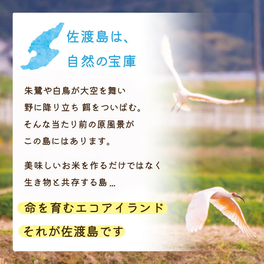 【ふるさと納税】佐渡島産つきあかり 無洗米5Kg 令和7年 ～農薬5割減～ 農家直送 | お米 こめ 白米 食品 人気 おすすめ 送料無料 - 画像3