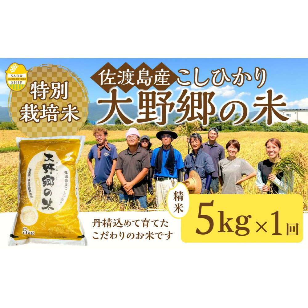 【令和7年産】佐渡島産 特別栽培米こしひかり「大野郷の米」 精米5kg×1袋 | 佐渡市 こしひかり 大野郷の米 おいしい ご飯　お取り寄せ 通販 ふるさと納税 人気 おすすめ 送料無料