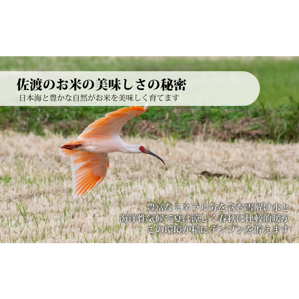 【ふるさと納税】佐渡産コシヒカリ 2kg 令和7年産 | お米 こめ 白米 食品 人気 おすすめ 送料無料 - 画像2