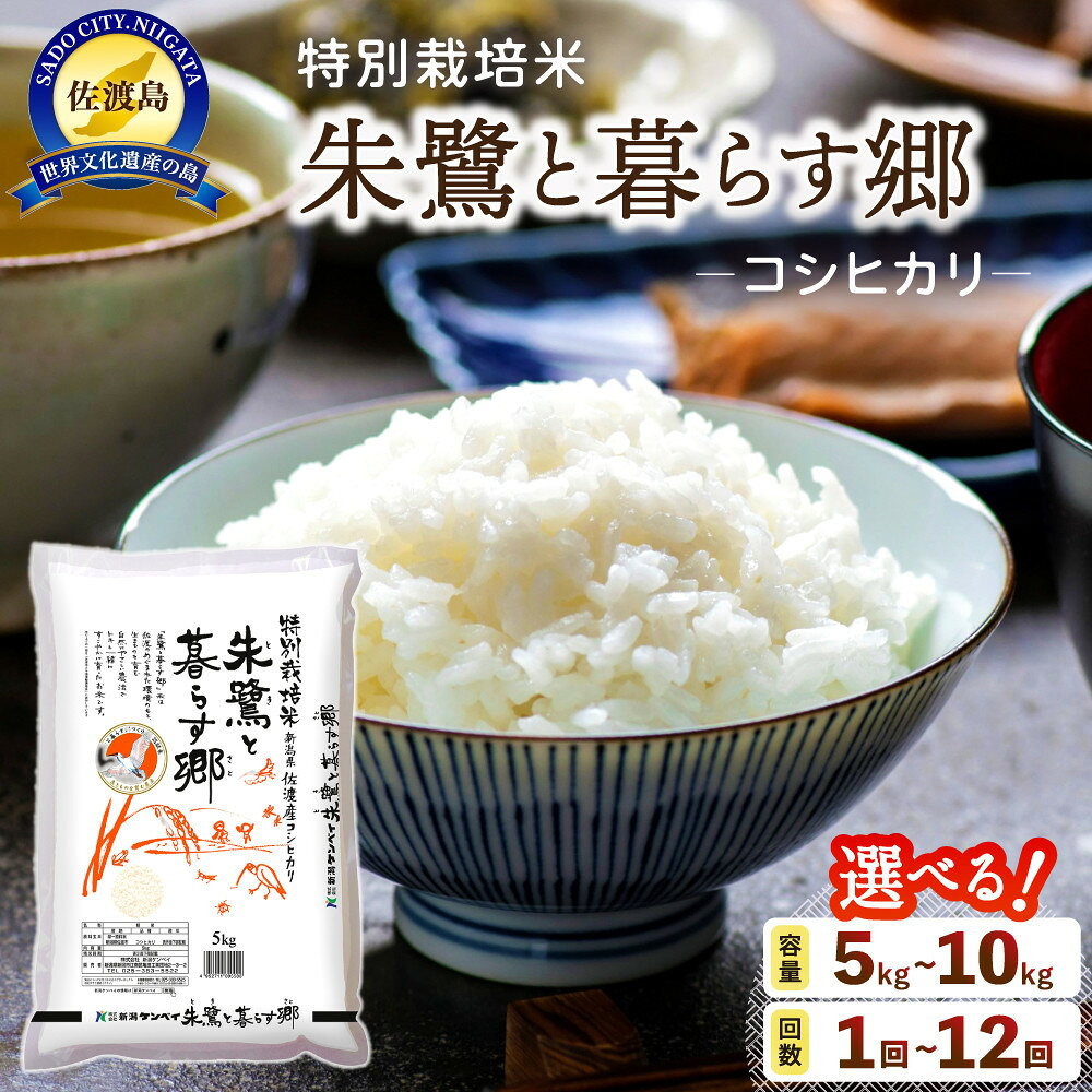 米 コシヒカリ 佐渡産 ( 5kg／10kg／定期便 ) 朱鷺と暮らす郷 | お米 こめ 白米 食品 人気 おすすめ 送料無料 お楽しみ コメ 精米 ご飯 ごはん 新潟 佐渡市