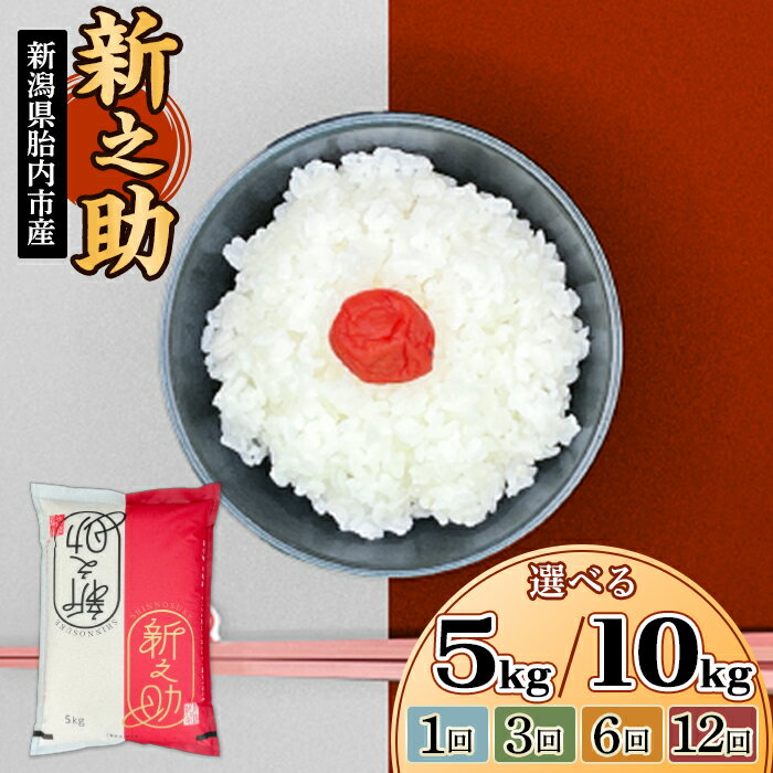 令和7年産 米 新之助 5kg 10kg 定期便 選べる 1回 3回 6回 12回 3ヶ月 6ヶ月 12ヶ月 新潟 精米 白米 お米 新潟県胎内市産ちょっと贅沢な新之助（中条農産）