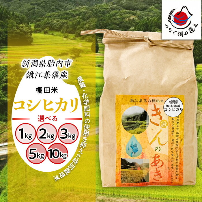 新米 令和7年産 米 新潟 こしひかり 選べる 1kg 2kg 3kg 5kg 10kg 新潟県胎内市鍬江集落産 コシヒカリ 棚田米きんのあき 特別栽培米 精米 白米（くわえ棚田振興会）