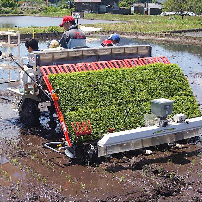 【ふるさと納税】新米 令和7年産 新之助 5kg 米 定期便 選べる 1回 3回 3ヶ月 新潟 精米 白米 お米 新潟県胎内市産 新之助5kg（JA北新潟） - 画像2