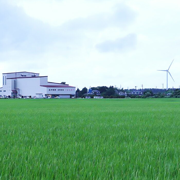 【ふるさと納税】新米 令和7年産 新之助 5kg 米 定期便 選べる 1回 3回 3ヶ月 新潟 精米 白米 お米 新潟県胎内市産 新之助5kg（JA北新潟） - 画像3