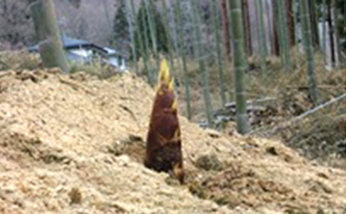 【ふるさと納税】干したけのこ（1袋約40g）6袋入り 野菜 乾燥野菜 筍 タケノコ - 画像3