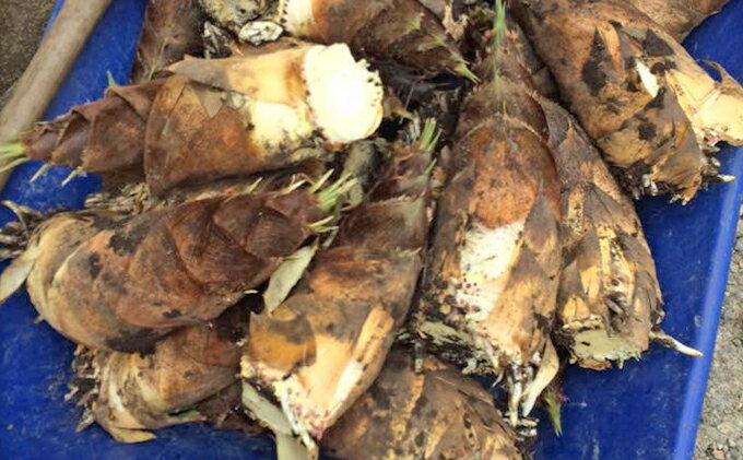 【ふるさと納税】田上産　たけのこ5kg【佐藤農園】 野菜 　お届け：2026年4月20日頃から2026年5月上旬まで - 画像3