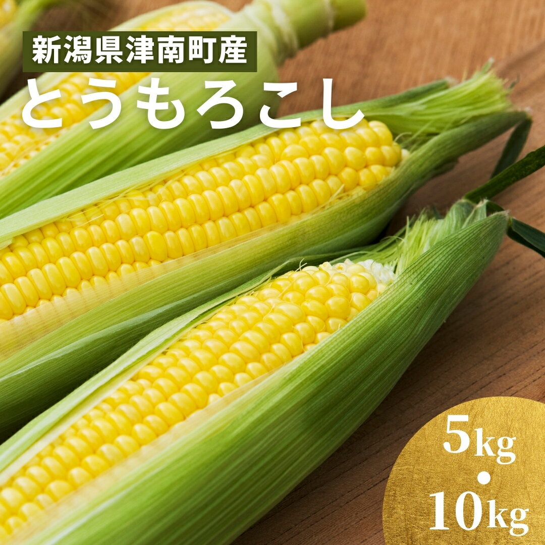 【令和8年産先行予約】 朝採り とうもろこし スイートコーン 5kg 約12本 10kg 約24本 | トウモロコシ コーン とうきび 甘い 野菜 人気 おすすめ お取り寄せ 取り寄せ 贈答 贈り物 新潟県 津南町 2026年7月下旬以降発送